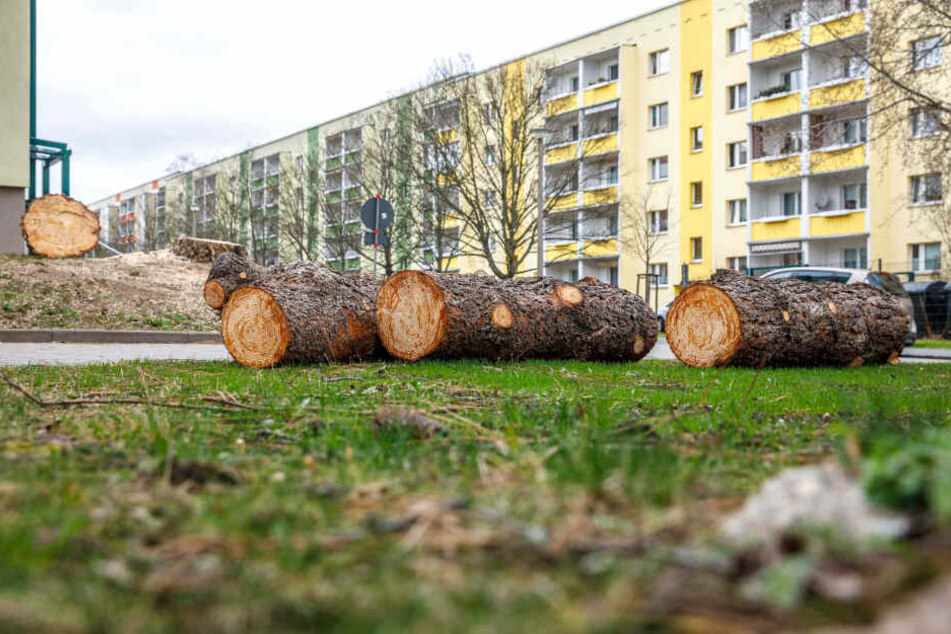Der Kahlschlag an der Clausen-Dahl-Straße ärgert viele der Anwohner.