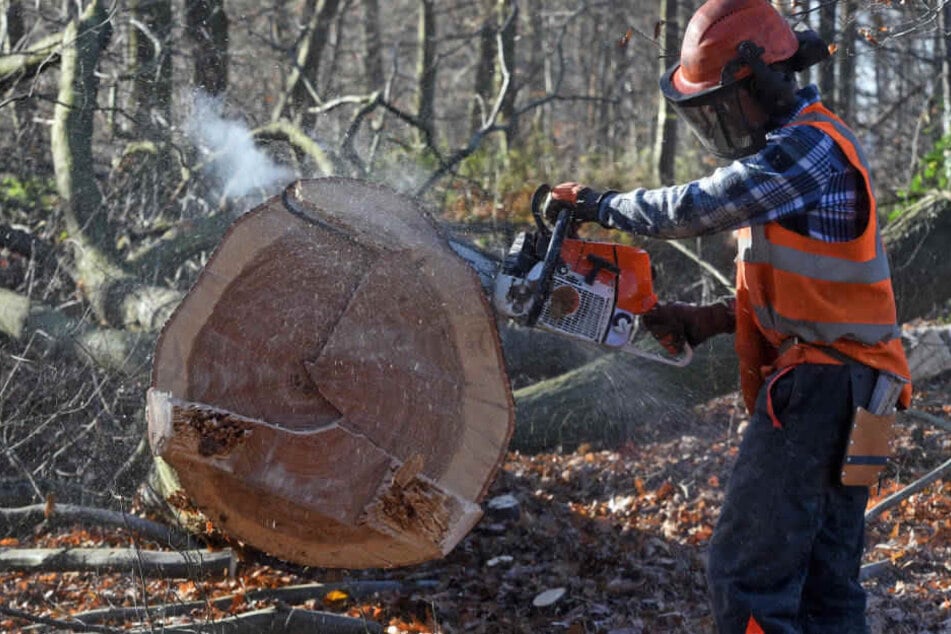 Nach Einschätzung von RWE kann die Entscheidung über weitere Rodungs-Arbeiten bis Ende 2020 dauern.