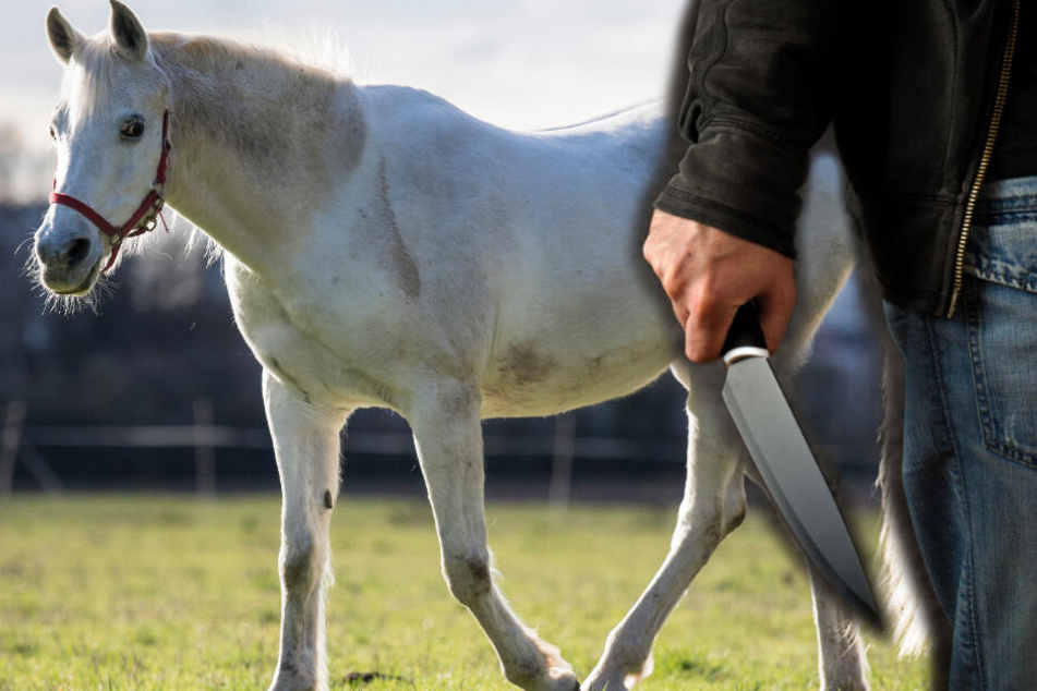 Ein Unbekannter hatte das Pferd wohl mit einem Messer verletzt. (Montage/Symbolbild)