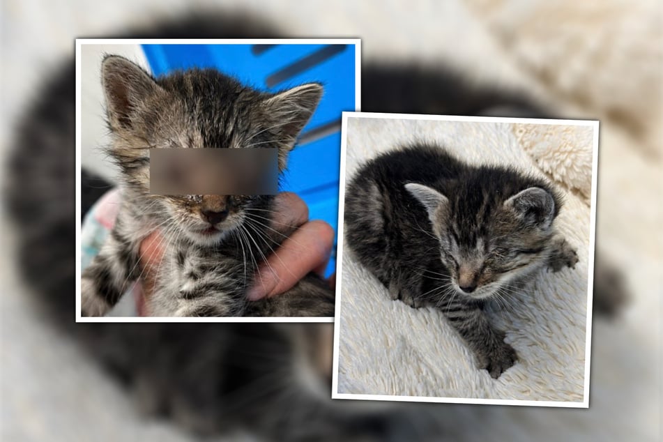 Das Katzenbaby kam mit völlig vereiterten Augen ins Tierheim.