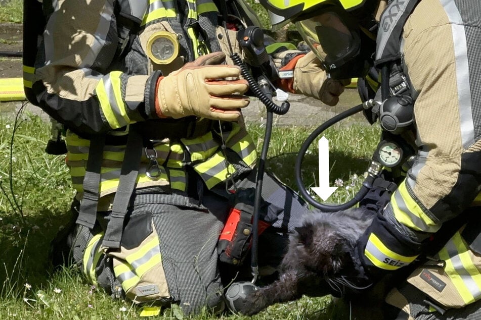 Feuerwehr holt Kätzchen aus Brandwohnung: Lösten Tiere das Feuer selbst aus?