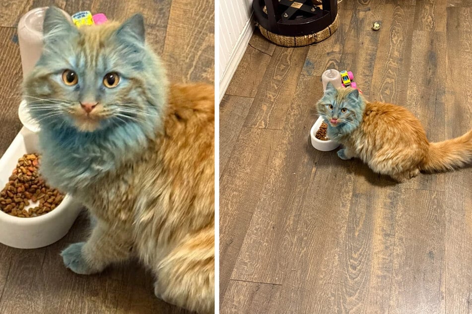 Die Katze einer Familie aus den USA sah am Morgen plötzlich ganz anders aus, als gewohnt!