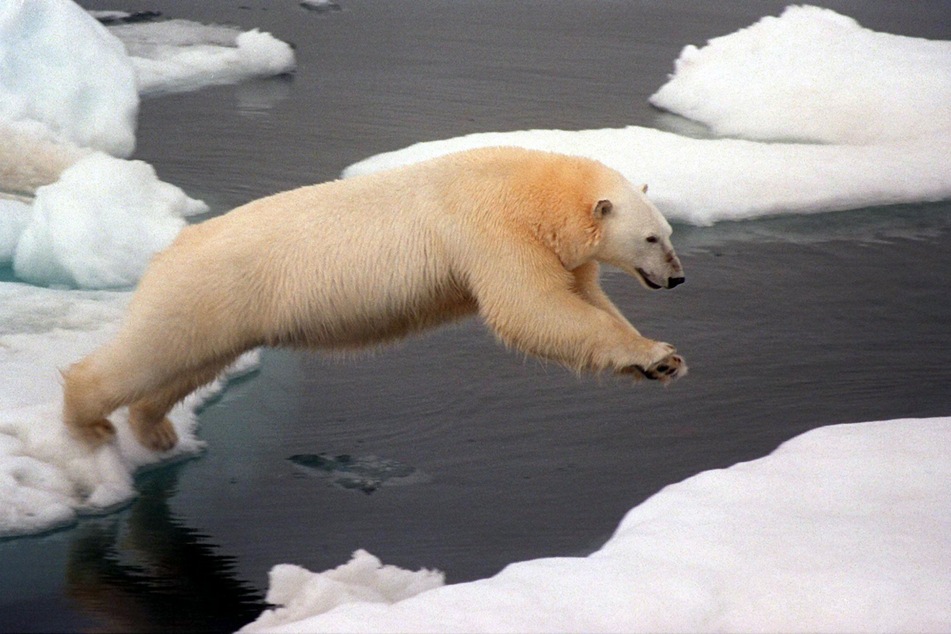 Selbst in Alaska sind Eisbär-Angriffe äußerst selten. (Symbolfoto)