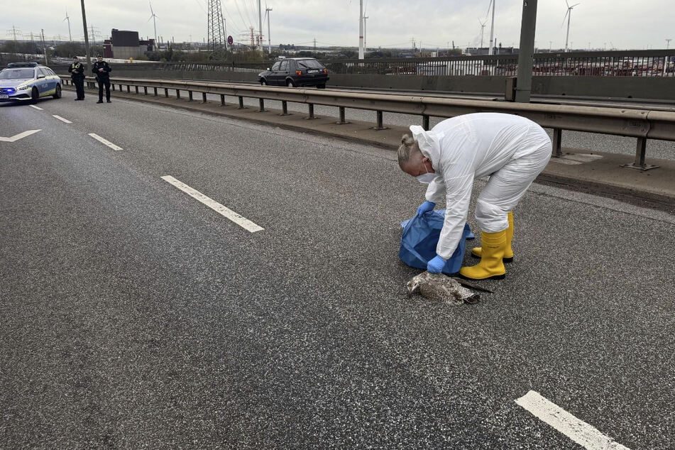 Hamburg: Tote Möwe sorgt für Einsatz von Polizei und Feuerwehr auf der Köhlbrandbrücke