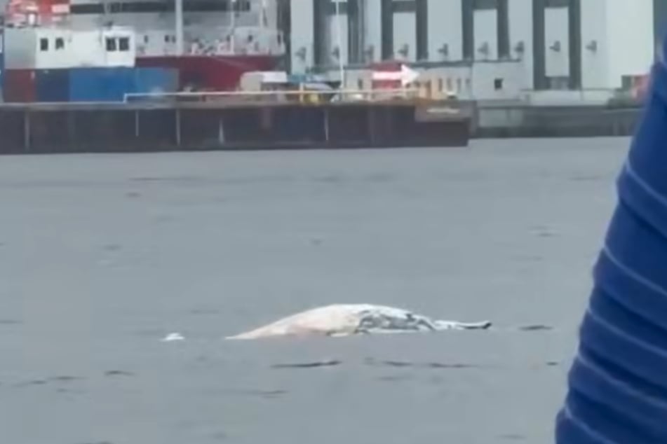 Auch "Yachtcharter Kiel" bemerkte den Meeressäuger in der Kieler Förde und filmte den tierischen Besucher.