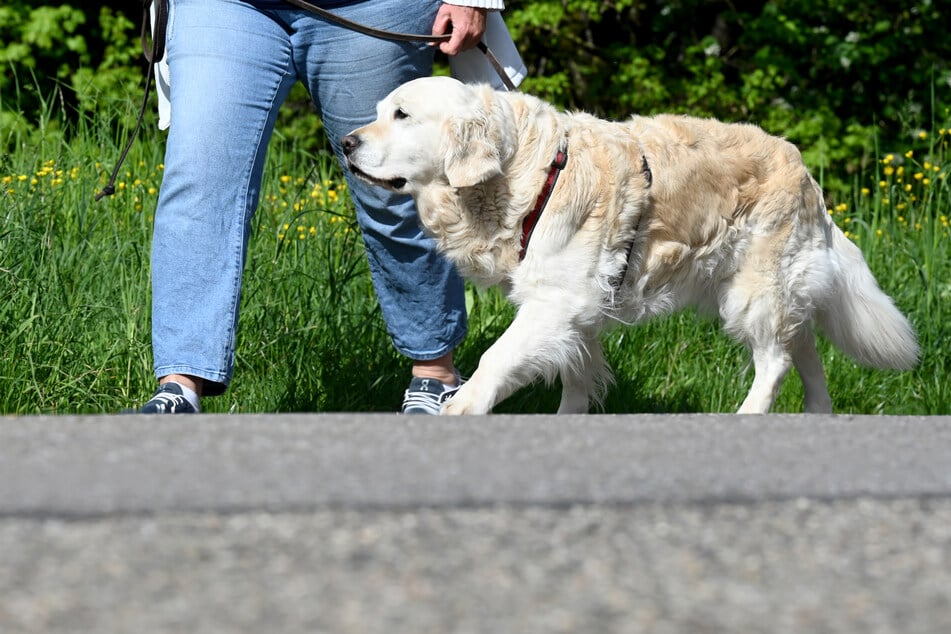 In Niedersachsen und demnächst auch in Bremen werden Nachweise für die Eignung zum Halten eines Hundes fällig. (Symbolfoto)