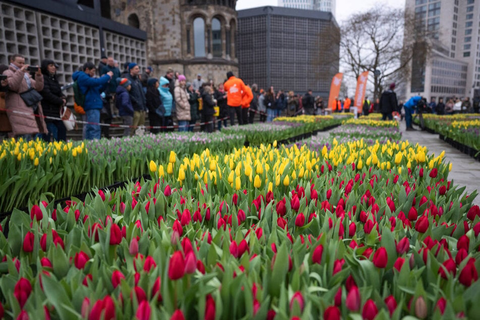 Jeder Besucher darf sich anschließend gratis bis zu zehn Tulpenpflanzen mit nach Hause nehmen.