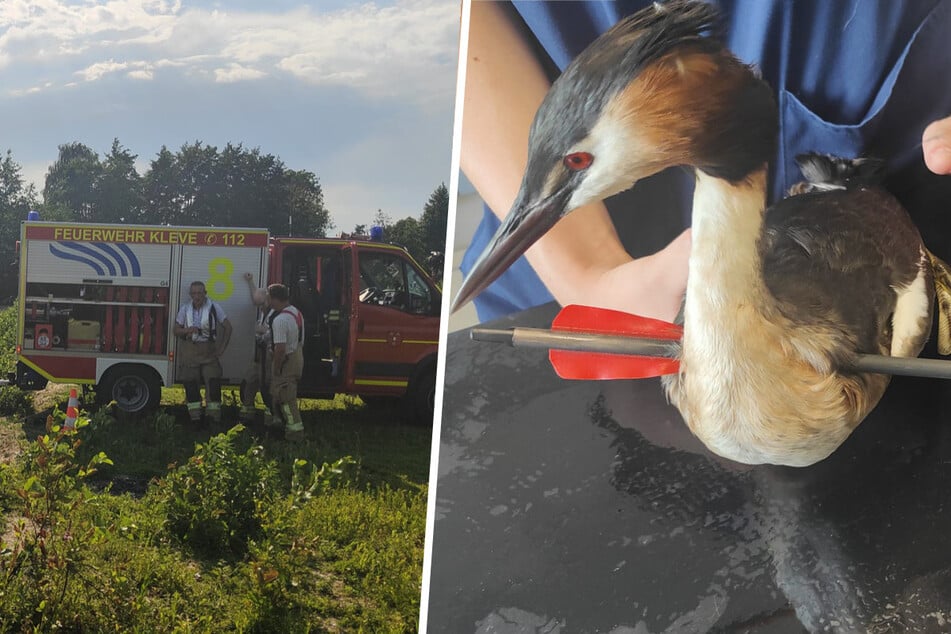 Grausame Tat: Haubentaucher auf See von Pfeil durchbohrt