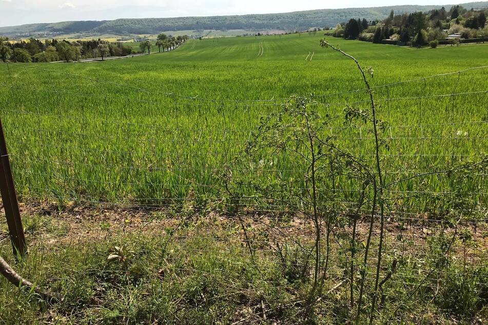 Hier geschah die Bluttat: Im thüringischen Bleicherode stiegen Unbekannte über einen Zaun und enthaupteten zwei Schafe.