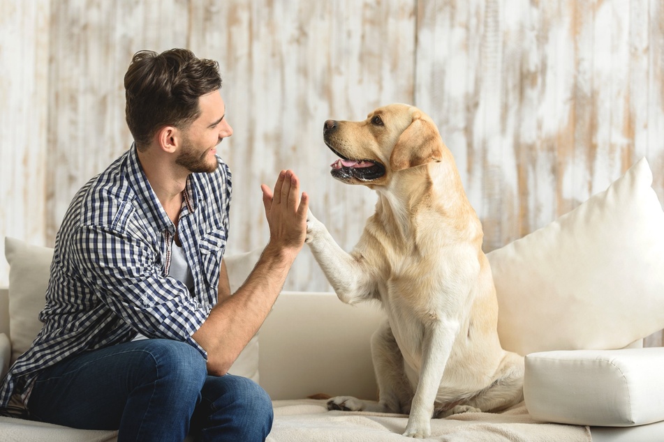 Besitzer von ruhigen Hunden haben in der Regel kein Problem, eine Erlaubnis für die Hundehaltung in einer Mietwohnung zu bekommen.