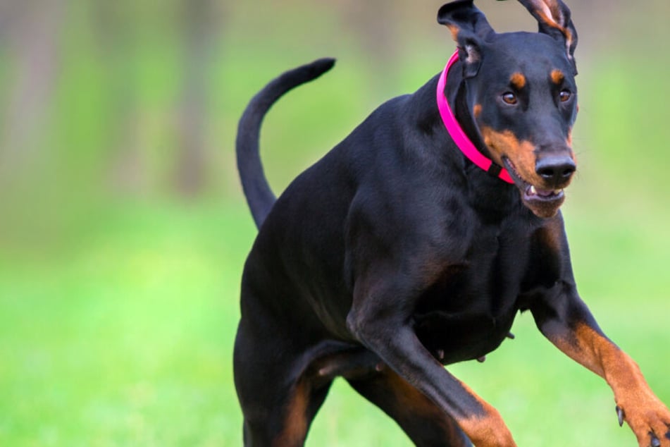Nicht so ganz ungefährlich: Ein Dobermann. (Symbolbild)
