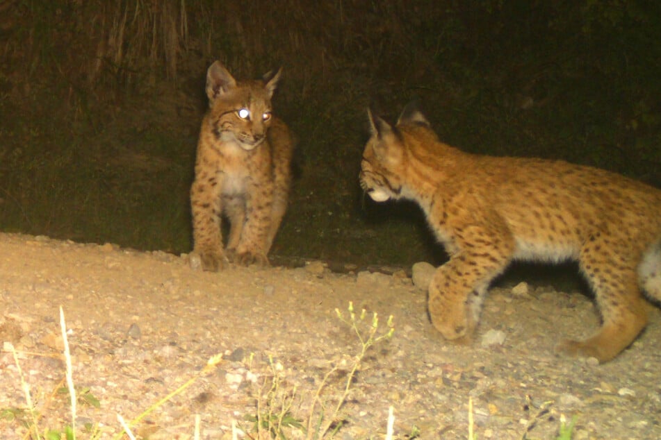 Aufnahmen dieser beiden Luchs-Jungtiere verzücken den Bund für Umwelt und Naturschutz (BUND) in Thüringen.