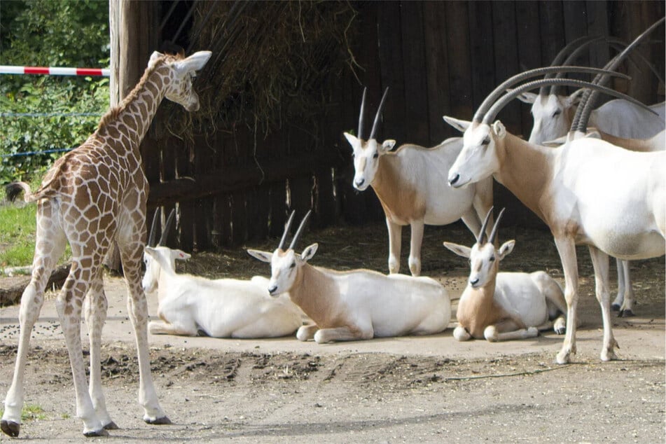 Ganz schön spitze Hörner: Das Giraffen-Baby schaut neugierig auf die Säbelantilopen.