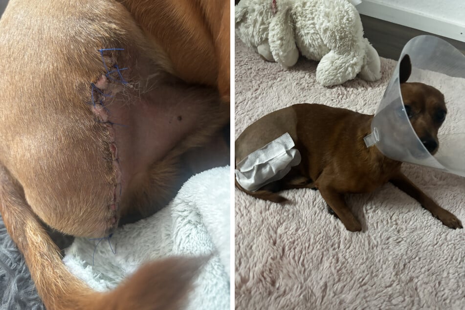 Der kleine Hund verlor sein rechtes Hinterbein.