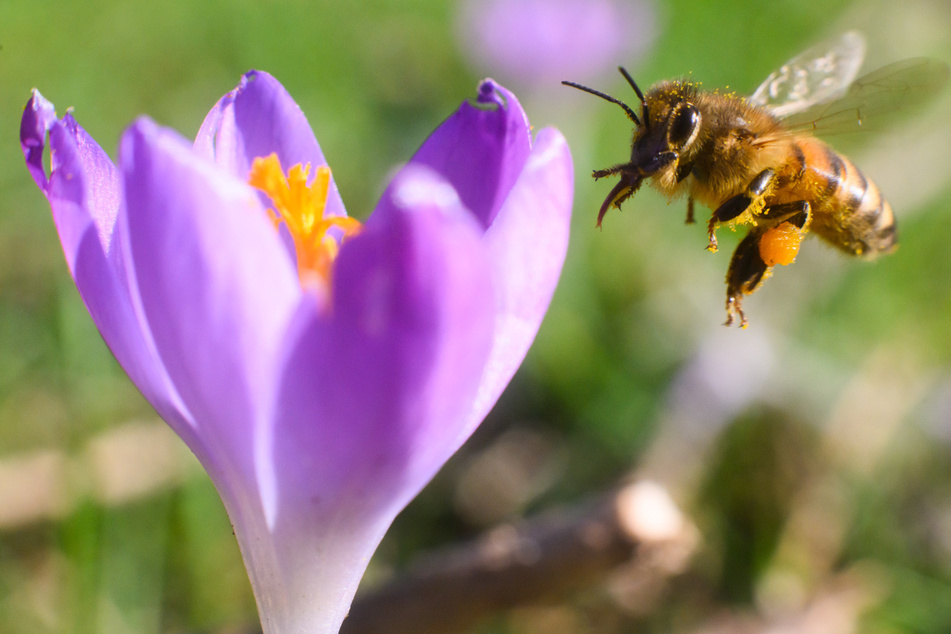 Der vermehrte Sonnenschein in Nordrhein-Westfalen lockt bereits die ersten Bienen nach draußen.