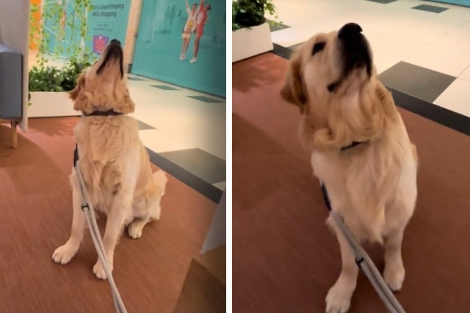 Als Golden Retriever im Einkaufszentrum nach oben guckt, kann er nicht fassen, was er dort sieht