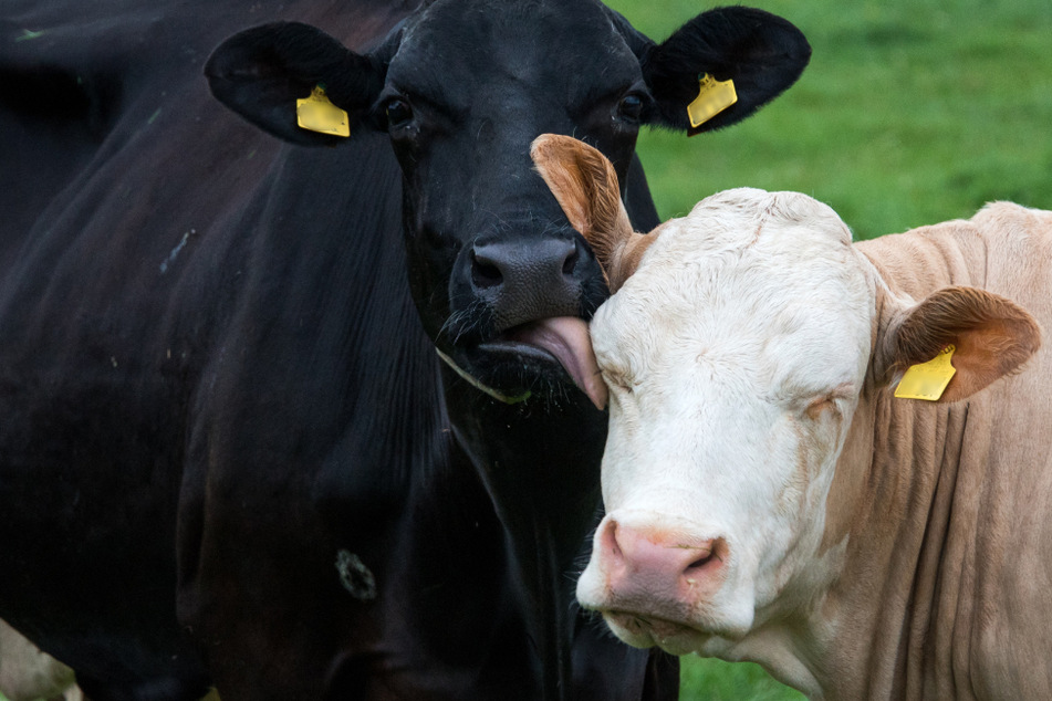 Ökologisch oder konventionell: Welche Milch ist umweltschonender?