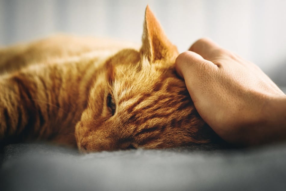 Wenn eine Katze plötzlich nicht mehr schnurrt, könnte sie körperliche oder psychische Beschwerden haben.