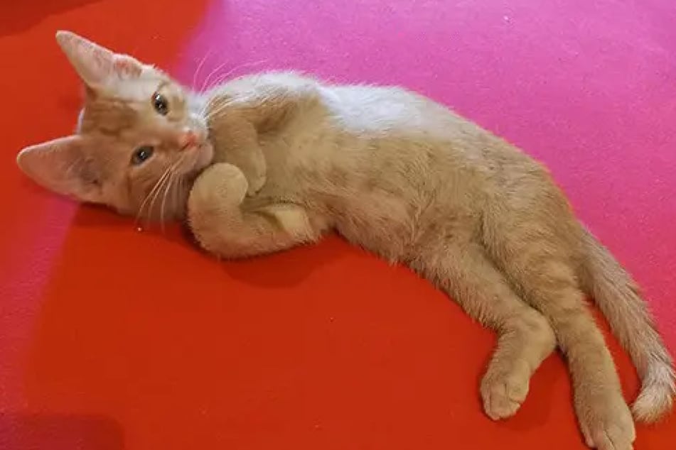 Odin möchte gemeinsam mit seinen Brüdern adoptiert werden.