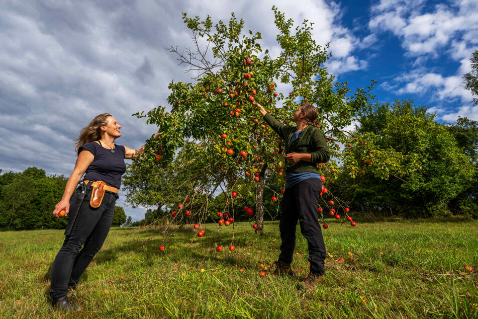 Die Obstbaumwartinnen Anja Hoppe (42, l.) und Isabelle Hofmann (31) geben ihr Wissen um Baumschnitt und Pflege weiter.