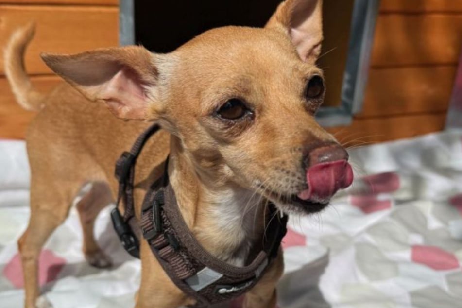 Seine Pfleger beschrieben den Chihuahua-Mischling als lieb und verträglich.
