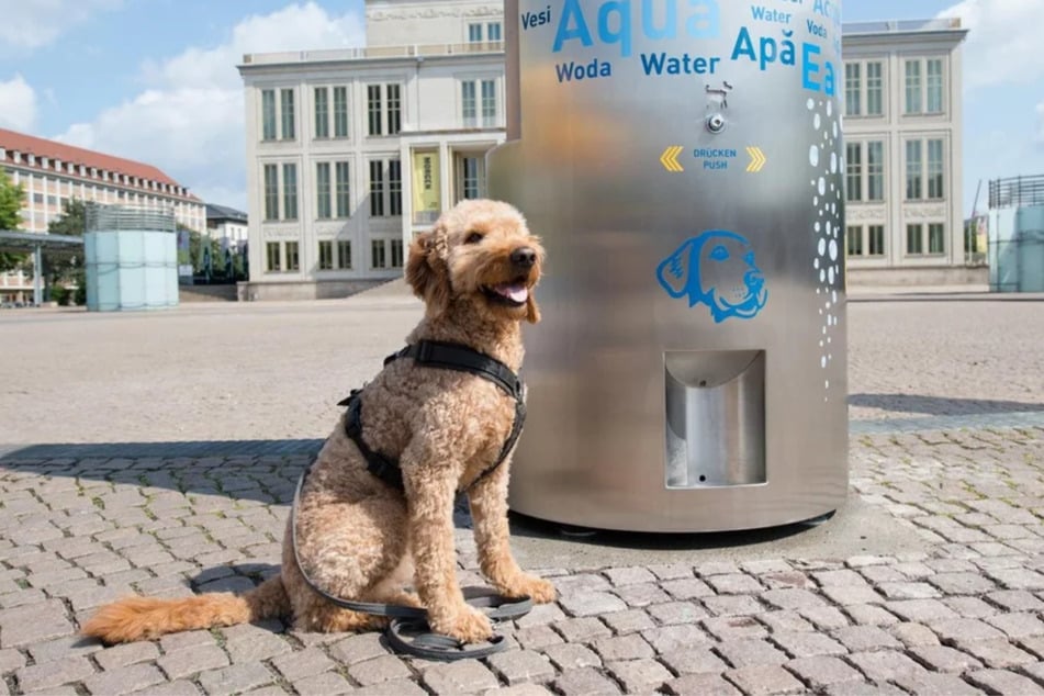 Die "Brunnos" verfügen dabei auch über eine integrierte Tränke für Tiere. Per Knopfdruck sprudelt auch hier das kühle Nass. (Archivfoto)