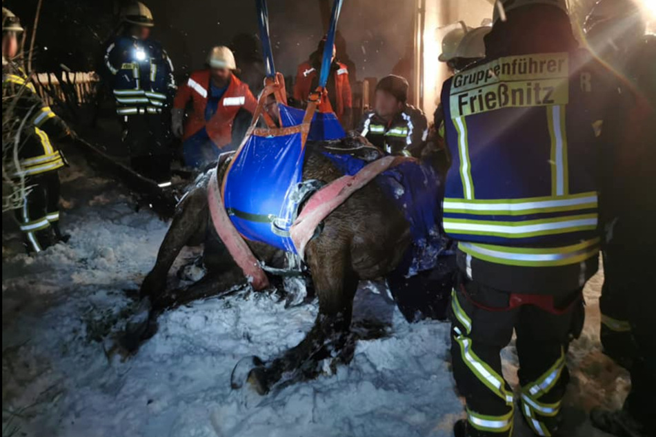 Die Feuerwehr befreite das Pferd mit einem Hebesatz aus dem Tümpel.