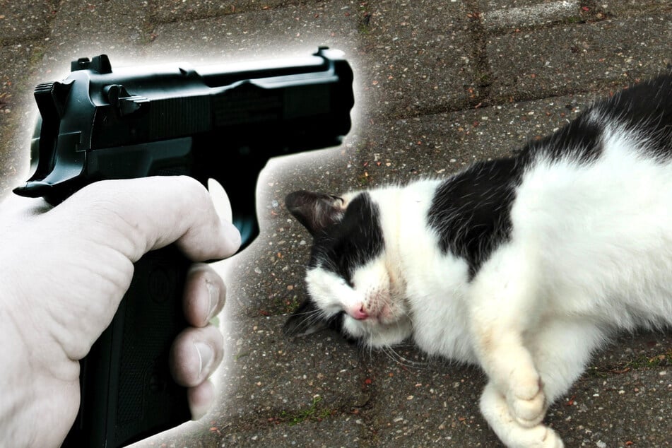 Katze im Erzgebirge mit Luftdruckpistole beschossen: Not-OP!