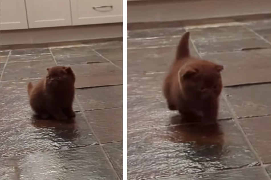 Kätzchen kommt mit seltenem Schwimmer-Syndrom zur Welt, doch dann begeistert es Tausende