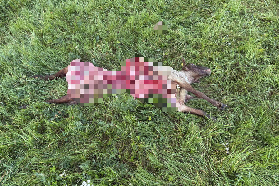 Als die Halterin der Tiere am Morgen auf die Heide kommt, bietet sich ihr ein erschütterndes Bild: Einige Tiere sind bis auf die Knochen zerfleischt.