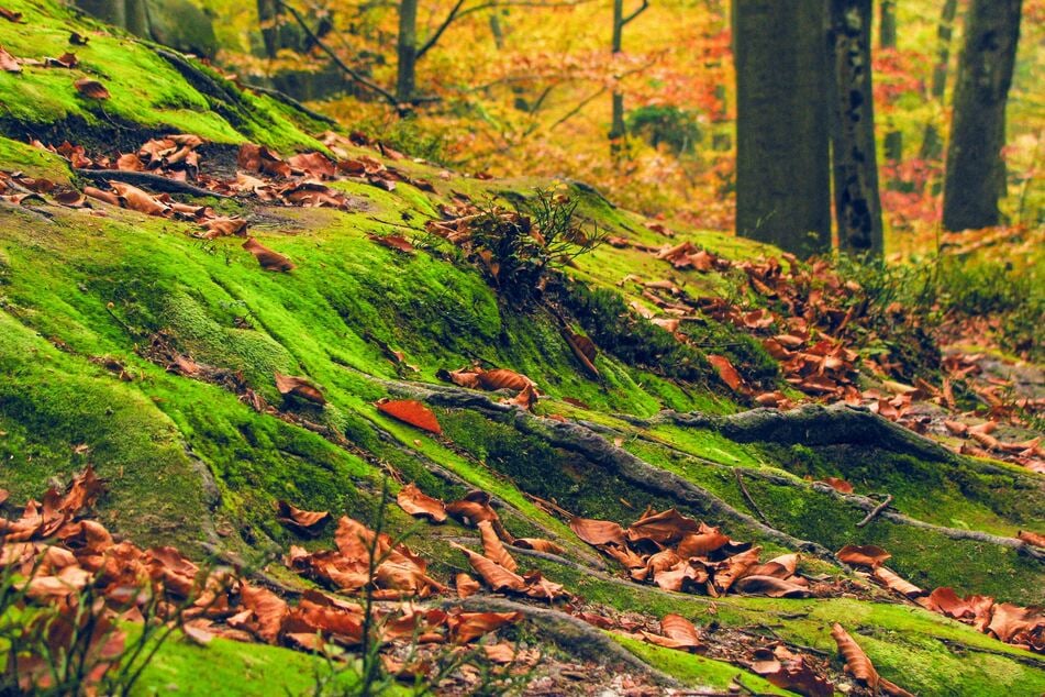 Spruch des Tages vom 31.10.2025 - Tägliche Inspiration von TAG24