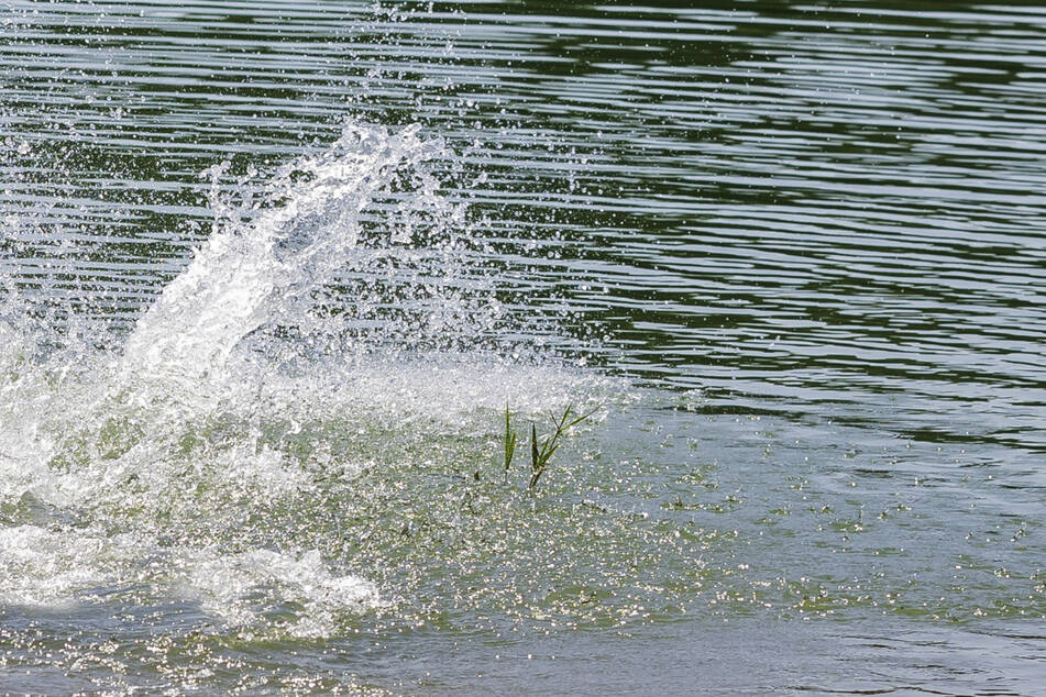Zwei Passanten werden am See in Mannheim-Wallstatt zu Helden. (Symbolbild)