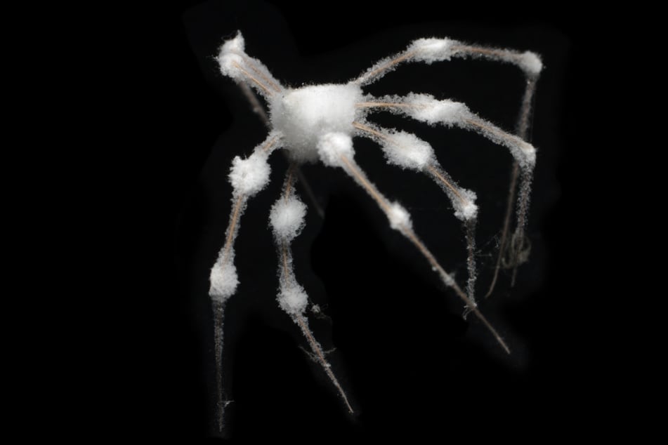 Da kann einem schon anders werden, wenn eine "Schimmel-Spinne" von der Decke baumelt. (Symbolbild)