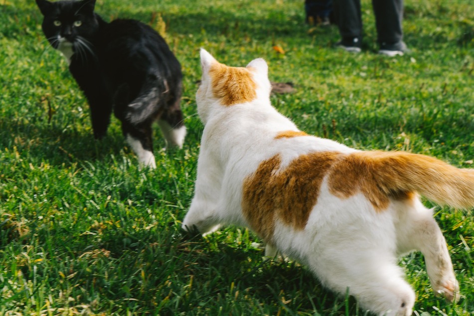 Outdoor-Katzen sehen andere Katzen als Außenseiter ihres Reviers.