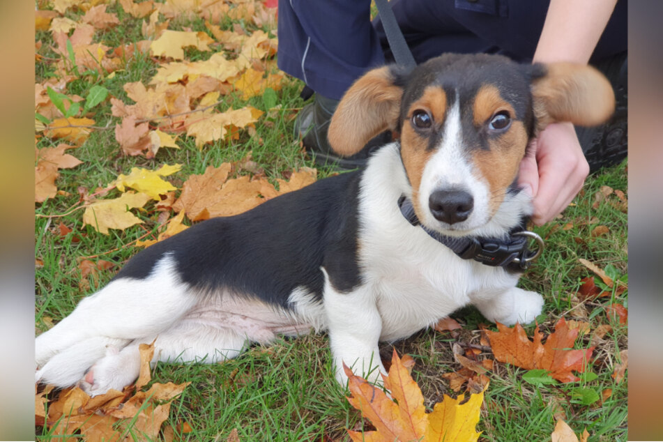 Jack Russel Terrier Paul: Der kleine Hundewelpe wurde von der Polizei gerettet.