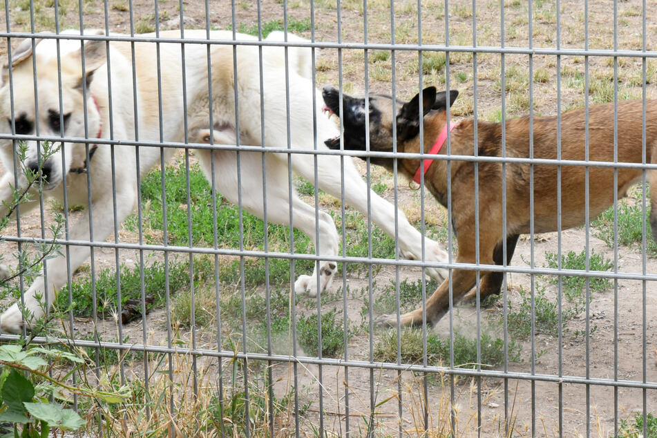 Weniger Adoptionen, mehr Problemhunde: Sachsens Tierheime sind "voll bis zum Anstrich"