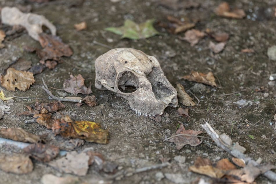 Vor Ort fanden die Einsatzkräfte zahlreiche tote Tiere - viele von ihnen waren verhungert.