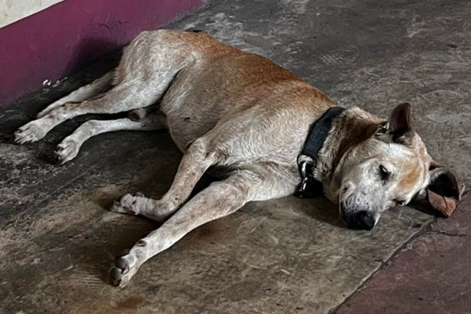 Familie holt Hund ab, der vor Klinik auf toten Besitzer wartet: Was das Tier dann tut, lässt keinen kalt