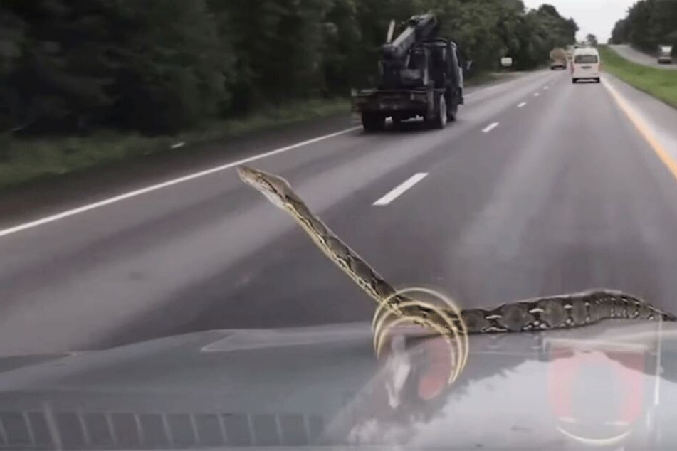 Ein Python!