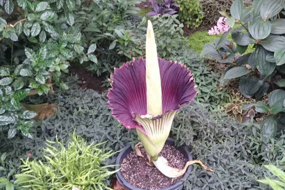 Die Blüte heizt sich auf über 30 Grad auf und stinkt erbärmlich - um so einen Tierkadaver zu imitieren.