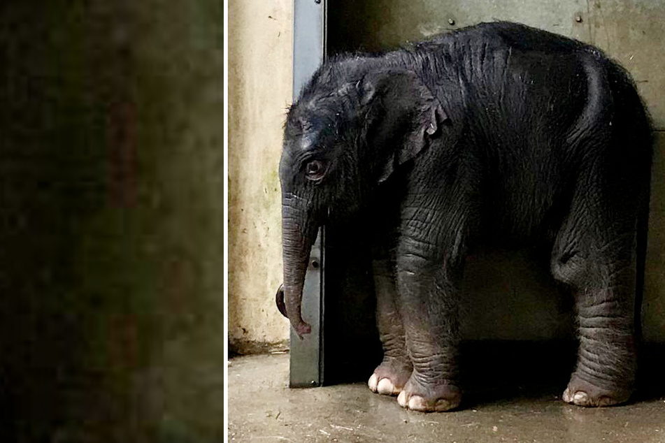 Erleichterung im Zoo Leipzig: Elefantenbaby "auf den Geschmack gekommen"