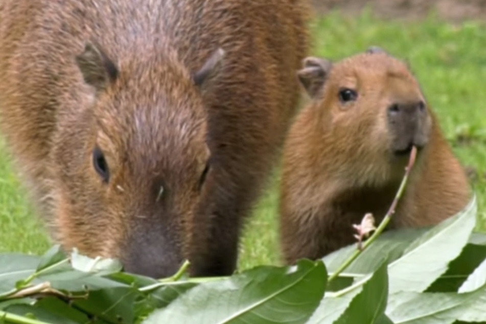 Die Nagetiere gelten aufgrund ihrer Größe als Rekordhalter.