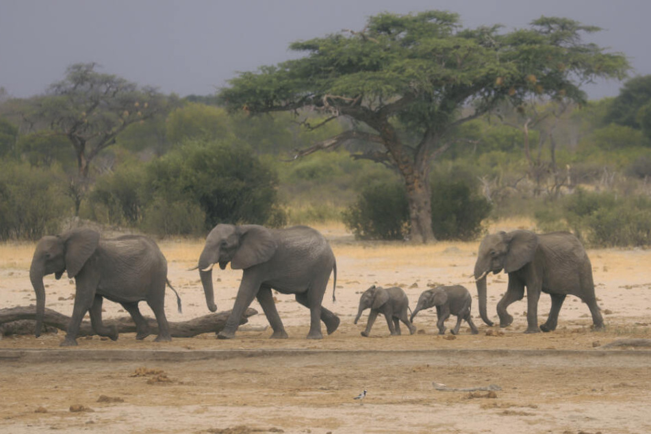 Eine Elefantenherde ist im Hwange-Nationalpark auf der Suche nach Wasser.