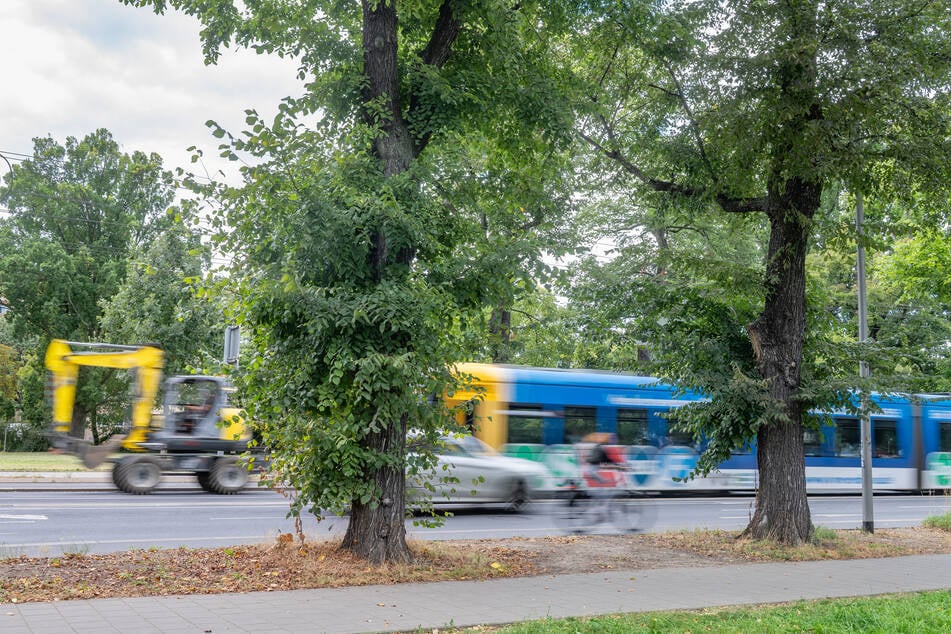 Der seitliche Wildwuchs ist unübersehbar: Die Flatterulmen am Sachsenplatz sind als wertvolles Naturdenkmal eingestuft.