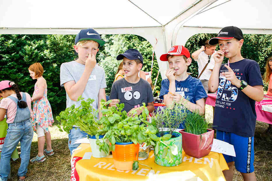 Riechen, fühlen, schmecken: Die Drittklässler Emil (10, v.l.), Tarik, Tino und Fabian (alle 9) lernten im Botanischen Garten auch Kräuter-Kunde.