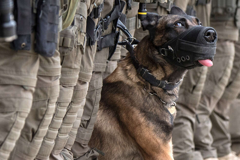 Polizeispürhunde hefteten sich an die Fährten des Täters und fanden ihn schließlich (Symbolbild).