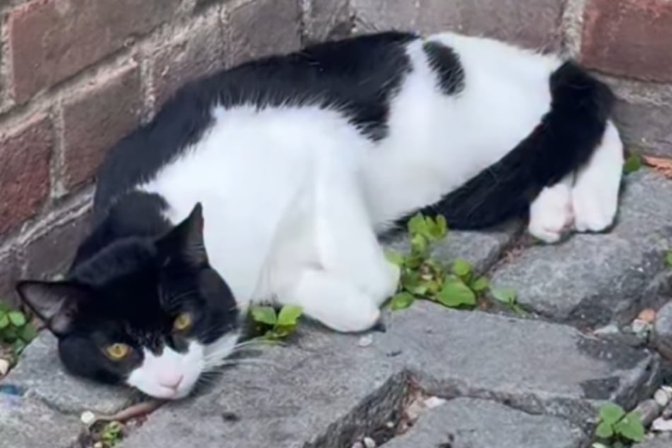 Kater Gambino traute sich drei Tage lang nicht aus dieser Ecke.