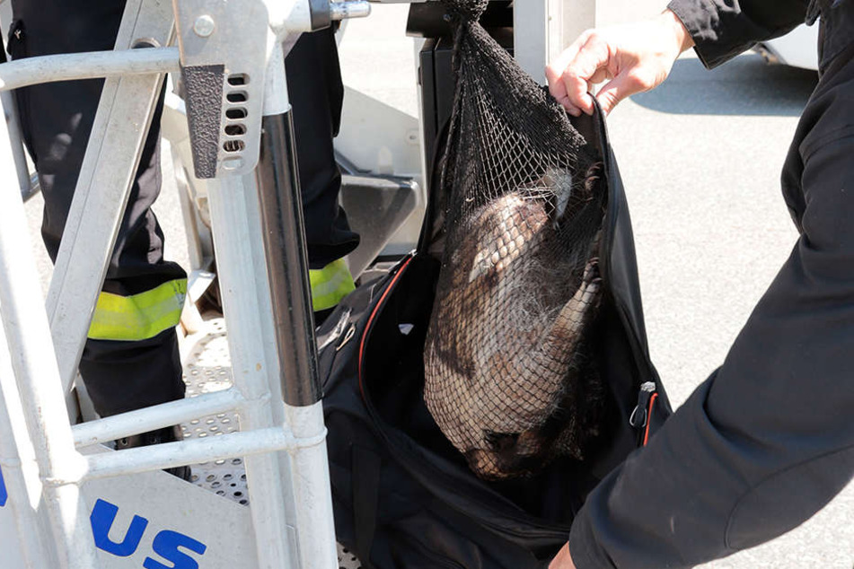 In einem Netz holte die Feuerwehr den Waschbär wieder auf die Erde.