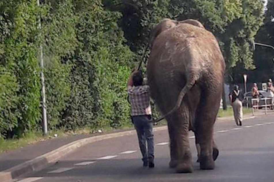 Ohne Schaden anzurichten wurde "Kenia" kurze Zeit nach dem Ausbruch wieder eingefangen.