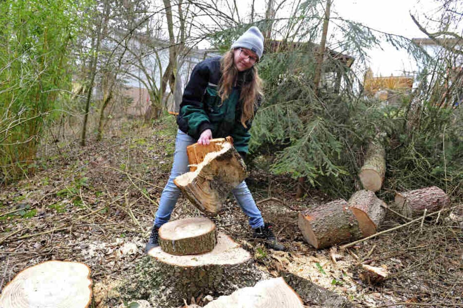 Mitarbeiterin Magdalena Thum (18) räumt im Zoo der Minis die Überreste des Sturms weg.